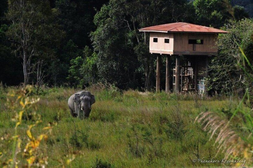 An elephant near a wooden structure with a red roof in a grassy field. 2