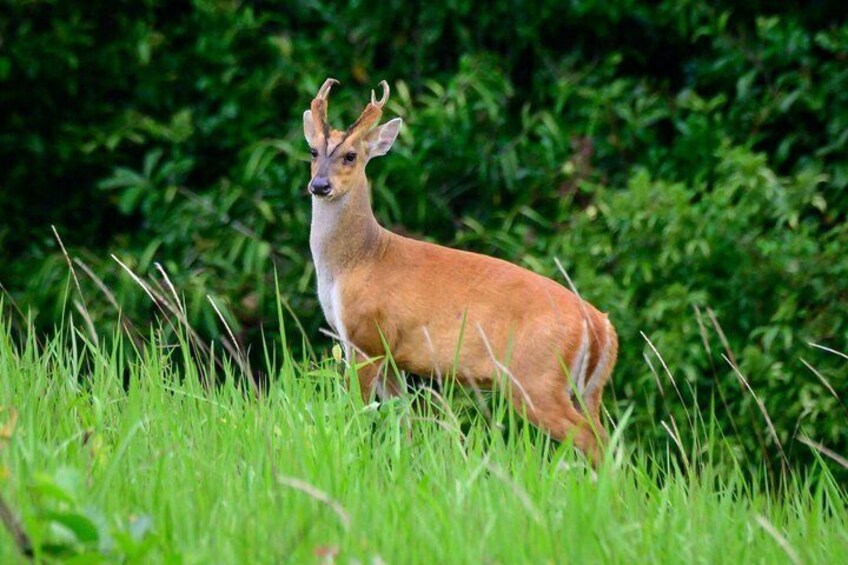A deer in a grassy field with dense foliage in the background. 5