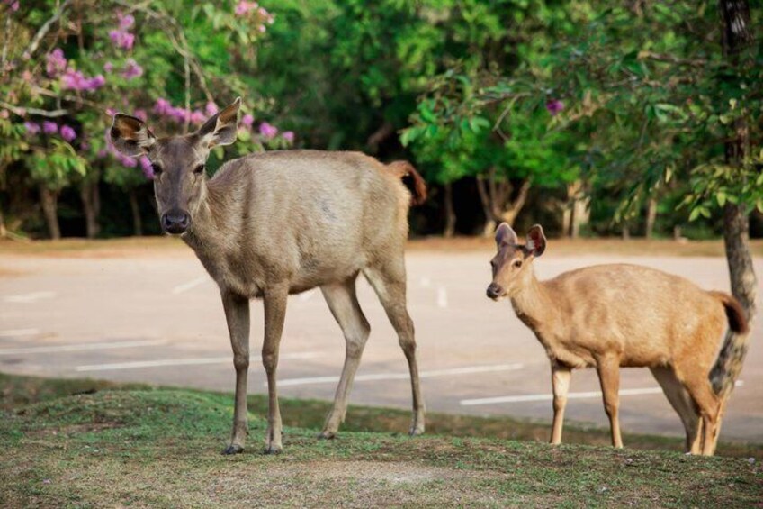 Two deer standing on grass near a road with trees and pink flowers in the background. 4
