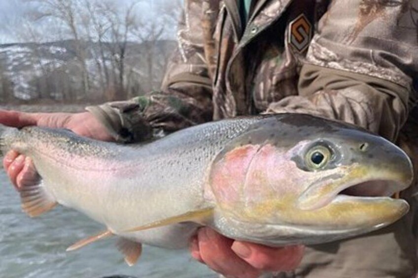 A person holding a large fish with pink and silver coloration. 4
