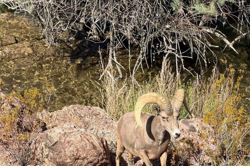 A bighorn sheep standing by a rocky riverbank. 5