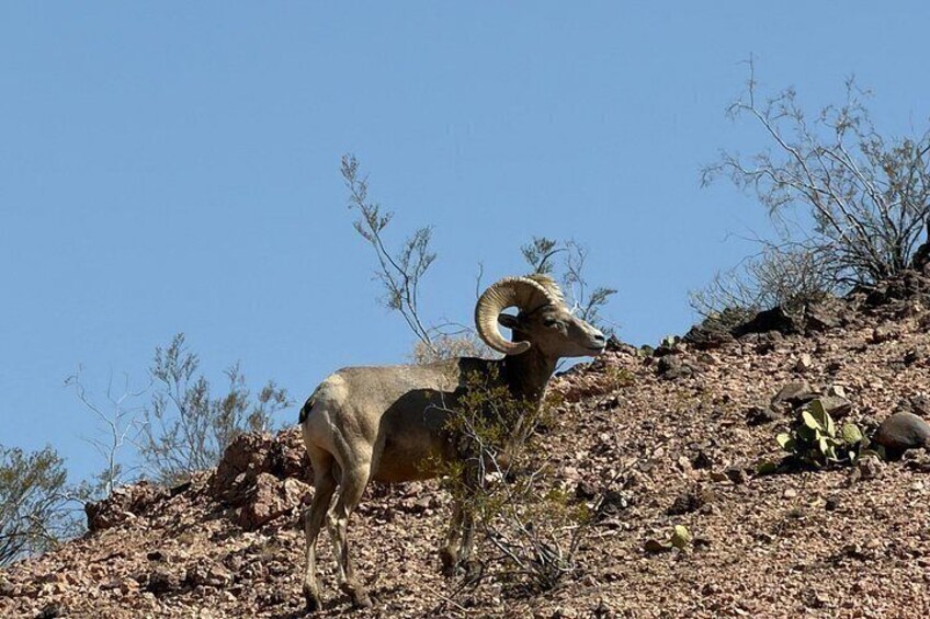 A bighorn sheep on a rocky hillside with sparse vegetation. 4