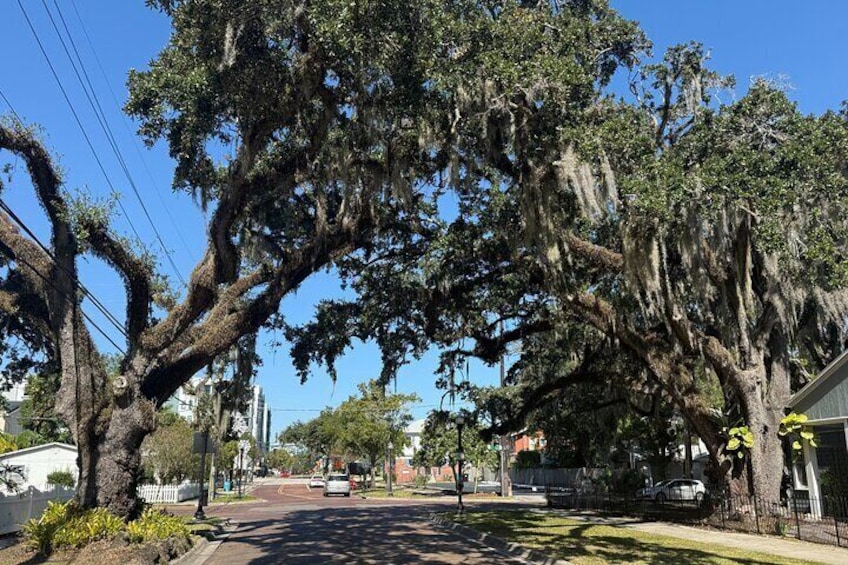A street lined with large trees with Spanish moss, a white car parked on the side, and a clear blue sky. 4