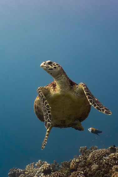 A sea turtle swimming near a coral reef. 1