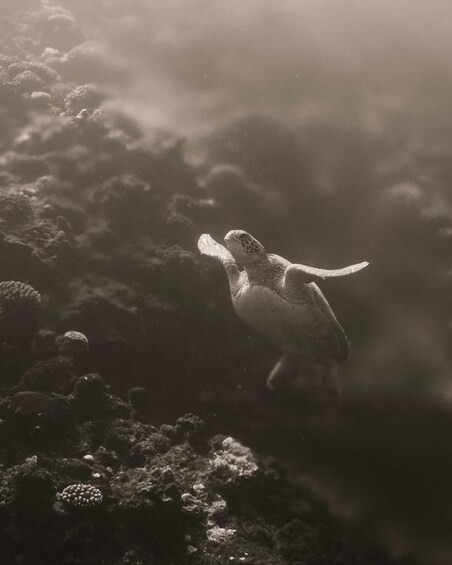 A sea turtle swimming near coral reefs. 5