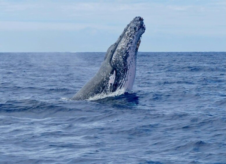 A whale breaching the ocean surface. 5