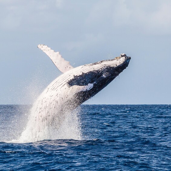 A whale breaching the ocean surface. 3