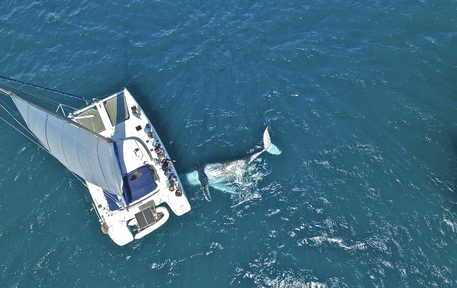 A sailboat with a whale swimming nearby. 4