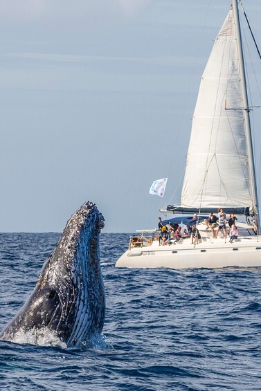 A whale breaching the ocean surface with a sailboat in the background. 1