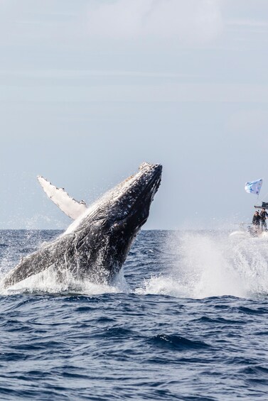 A whale breaching the ocean surface, with a boat and people in the background. 2