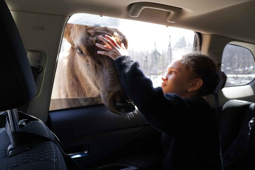 A child in a car looking out the window at a lion. 5