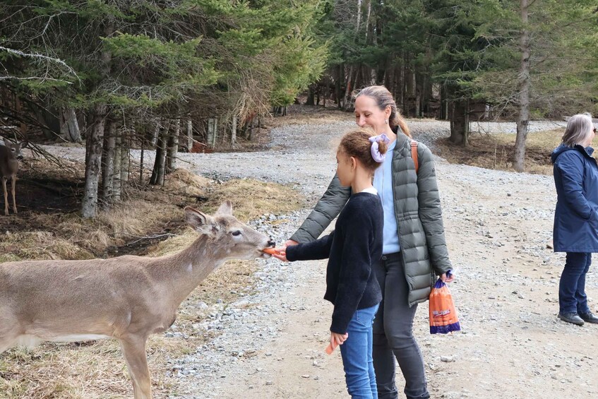 A person feeding a deer in a forested area. 4