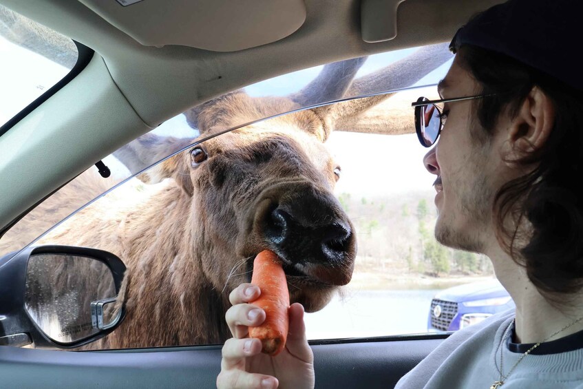A person holding a carrot near a car window, with a moose looking through the window. 1