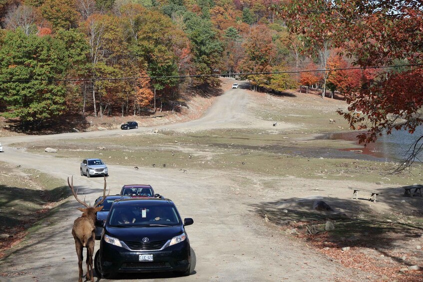 A dirt road with vehicles and a deer, surrounded by autumn-colored trees. 3