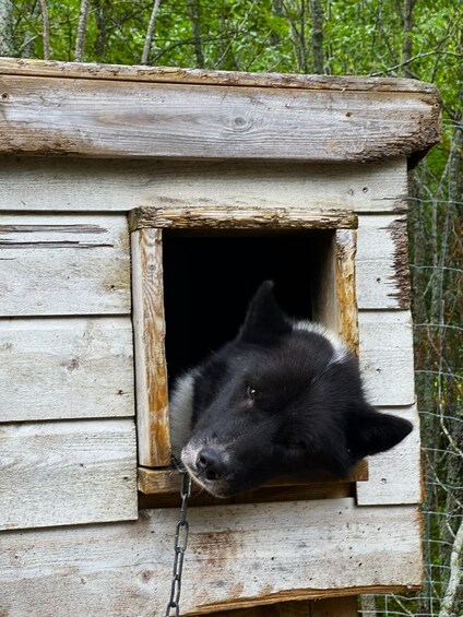 A wooden animal shelter with a black dog peeking out. 5