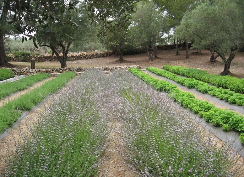 Ecoherbes - Guided Visit to the botanical garden 1