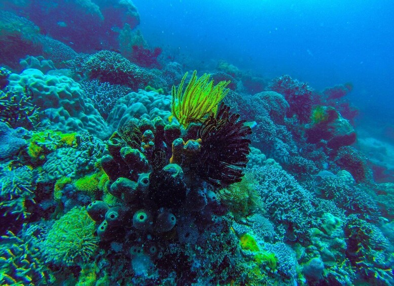 A vibrant coral reef with diverse marine life and a prominent sea fan. 5
