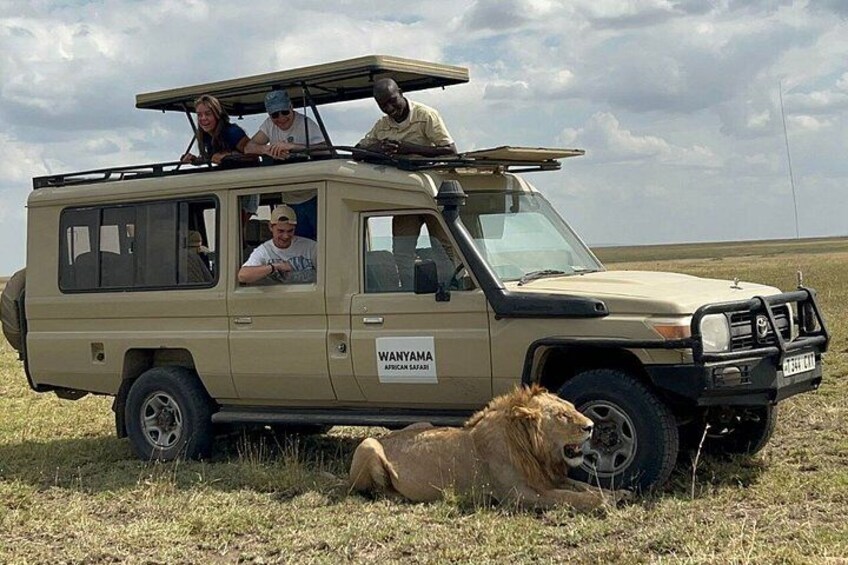 A safari vehicle with passengers and a lion on a grassy field. 2