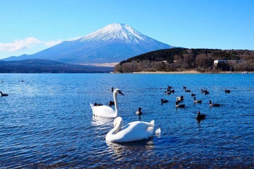 A lake with swans and ducks, a mountain in the background, and a clear sky. 4