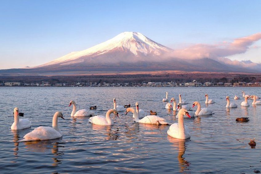Mount Fuji and Lake Kawaguchi Small Group Minibus Tour from Tokyo 2