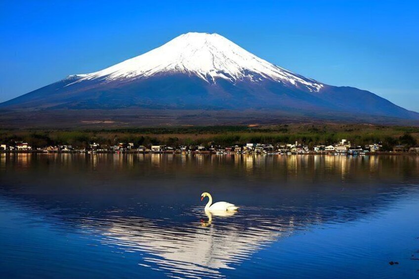 A swan on a calm lake with a snow-capped mountain in the background. 2