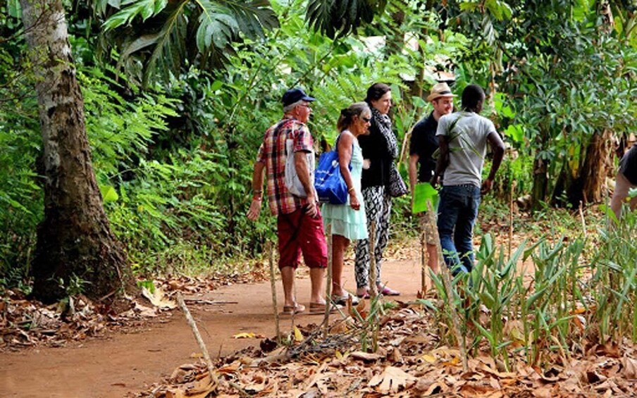 A group of people walking on a dirt path surrounded by dense tropical foliage. 2