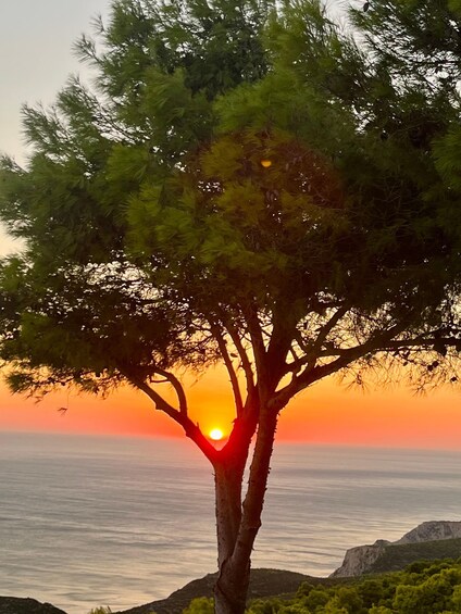 A tree with a sunset behind it. 5