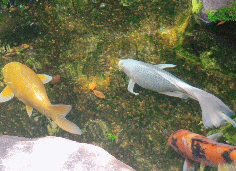Koi fish swimming in a clear pond with rocks and aquatic plants. 4