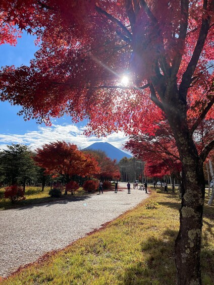 A park with red-leaved trees, a gravel path, and a mountain in the background. 3