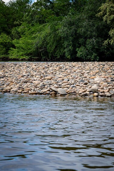 A riverbank with a pebbly shore and dense green foliage in the background. 1
