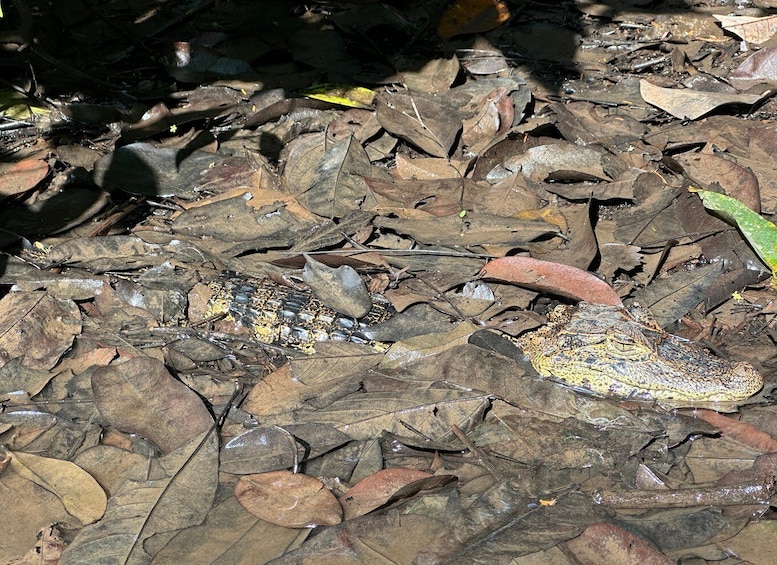 A gecko on dry leaves in a forest. 5