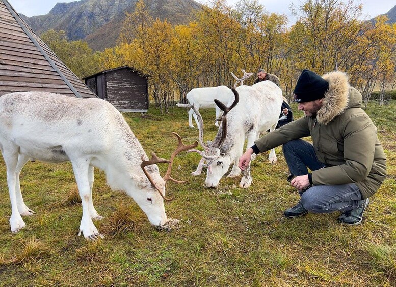 A person interacting with a white reindeer with large antlers in a grassy field with mountains in the background. 2