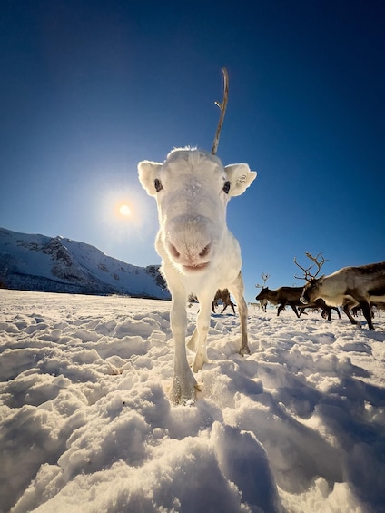 A reindeer in a snowy landscape with mountains in the background. 5