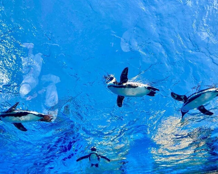 Penguins swimming in a clear blue pool. 3