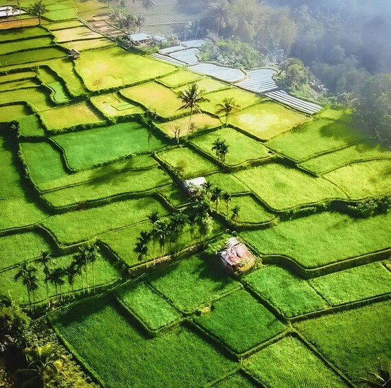 A terraced rice paddy field with small houses and palm trees. 2