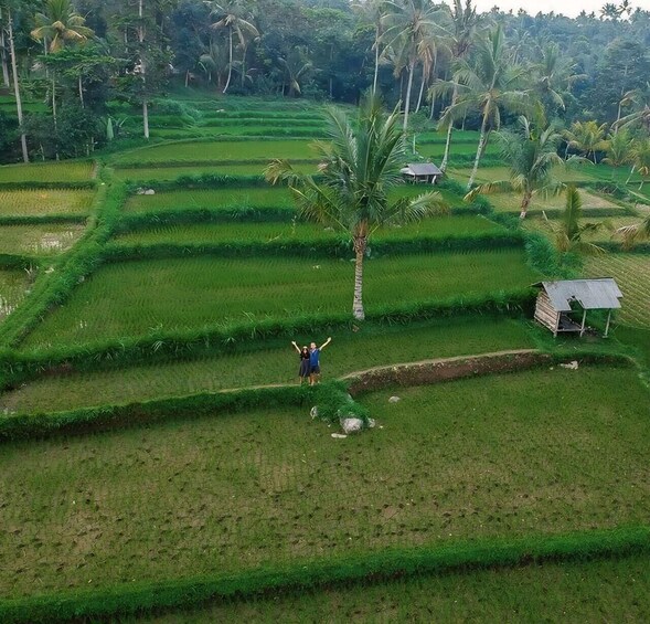 Terraced rice fields with a person standing in the middle, palm trees, and small huts. 5