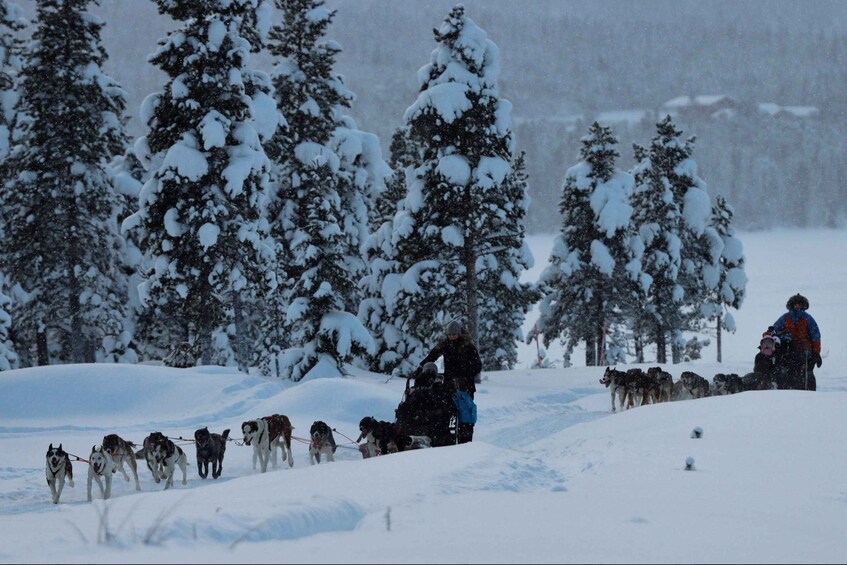 A dog sled team in a snowy forest. 1