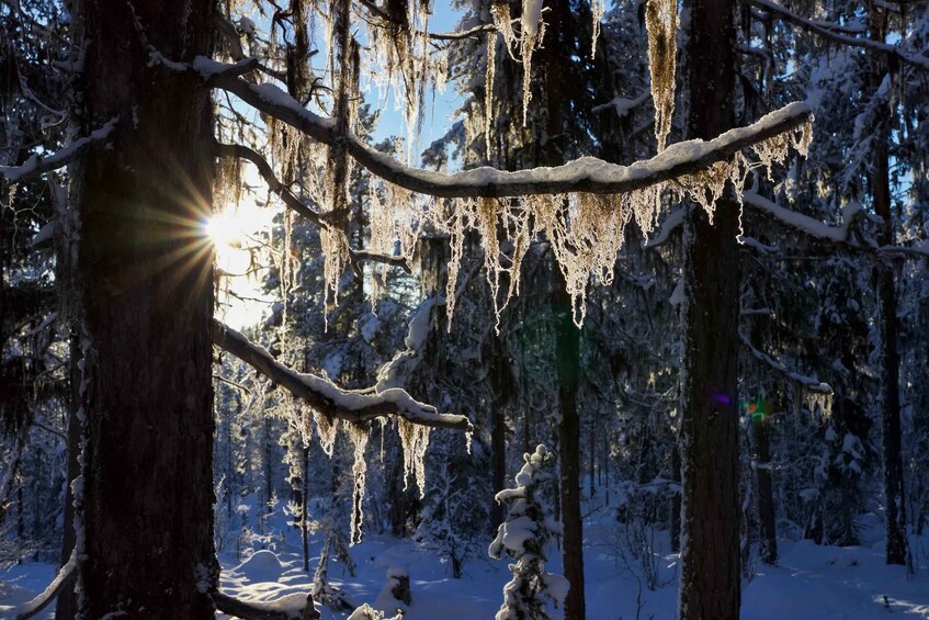 A snowy forest with icicles hanging from branches and the sun shining through the trees. 3