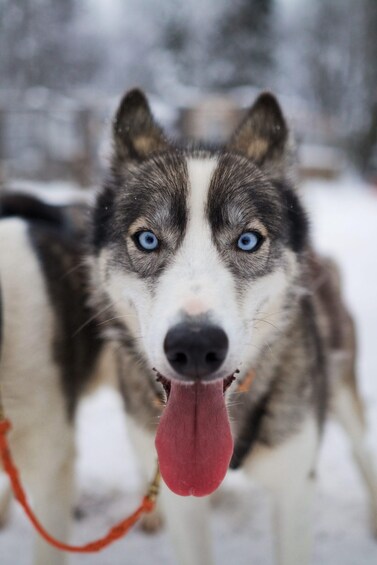 A close-up of a husky with blue eyes and a red leash. 2