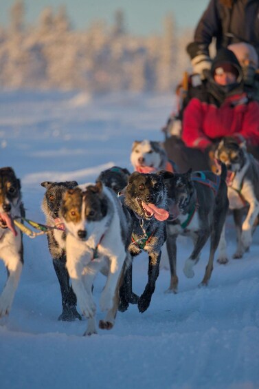 A group of dogs pulling a sled in a snowy landscape. 5