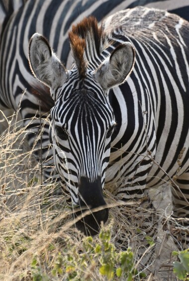 A zebra with distinctive black and white stripes, surrounded by dry grass and other vegetation. 3
