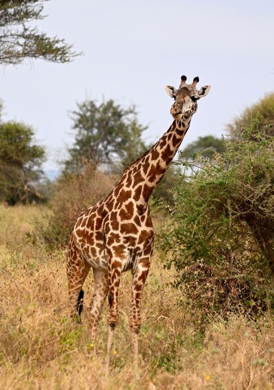 A giraffe standing in a grassy field with trees in the background. 4