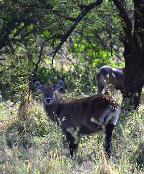 A deer in a grassy field with trees in the background. 5