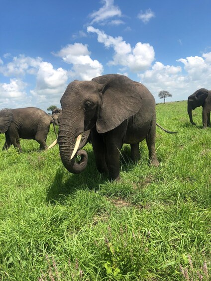 A grassy field with elephants. 1