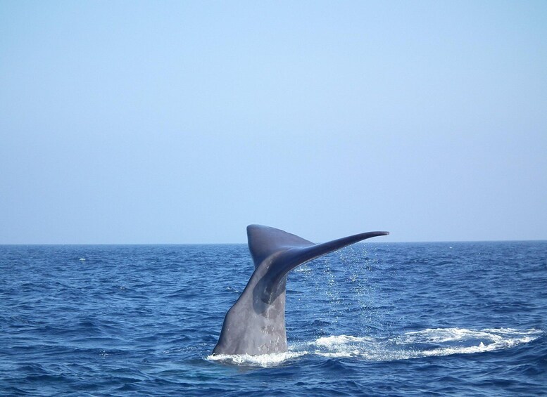 A whale tail emerging from the ocean. 4