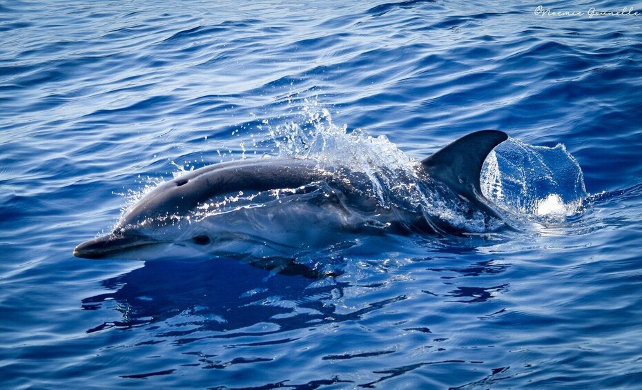 A dolphin swimming in the ocean. 5