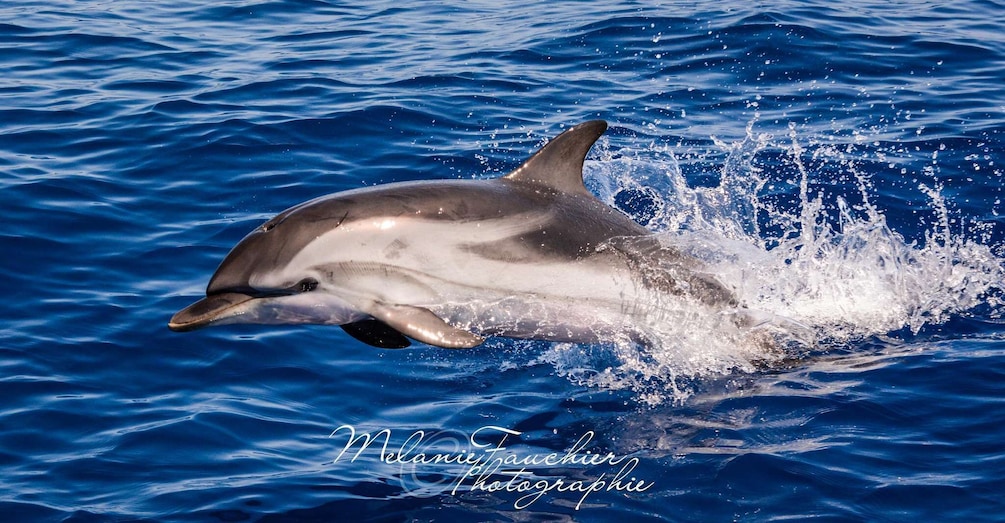 A dolphin leaping out of the water with a splash. 1