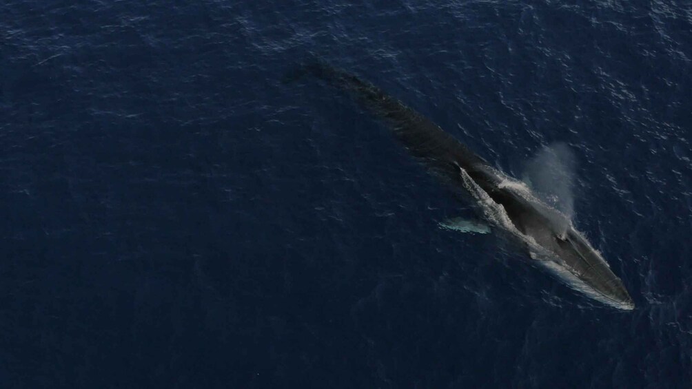 A large whale swimming in the ocean. 3
