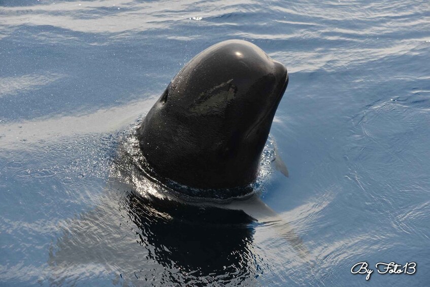 A whale's head emerging from the water. 2