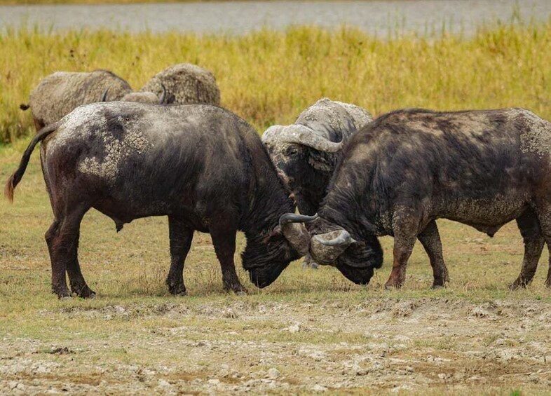 A group of buffalo grazing in a grassy field with a body of water in the background. 5